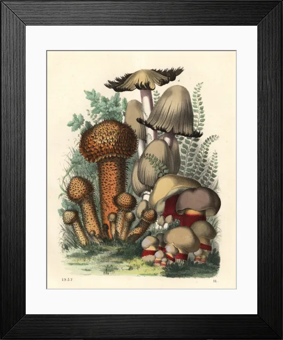 Framed Print : Psathyrella spadicea, Pholiota squarrosus Framed Print : Psathyrella spadicea, Pholiota squarrosus