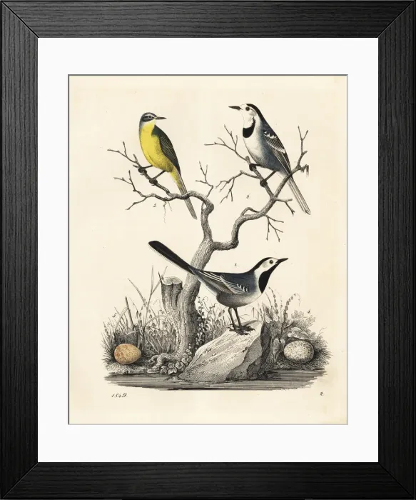 Framed Print : White wagtail and western yellow wagtail Framed Print : White wagtail and western yellow wagtail