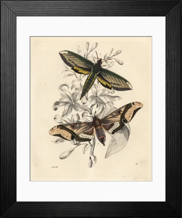 Framed Print : Nessus sphinx, Amphion floridensis 1 Framed Print : Nessus sphinx, Amphion floridensis 1