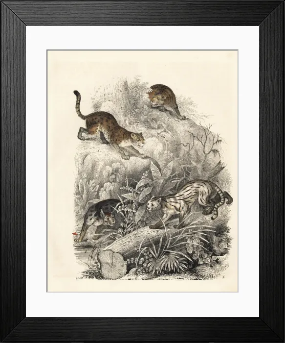 Framed Print : Javan leopard-cat, colocolo and Nepalese cat Framed Print : Javan leopard-cat, colocolo and Nepalese cat