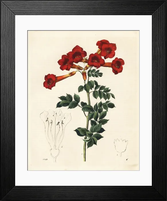 Framed Print : Southern catalpa, Catalpa bignonioides Framed Print : Southern catalpa, Catalpa bignonioides