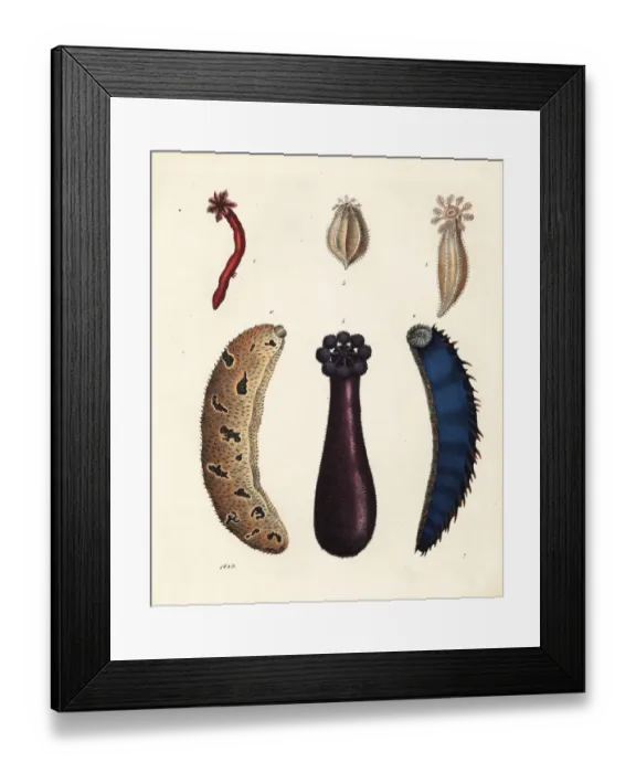 Framed Print : Sea cucumbers Framed Print : Sea cucumbers