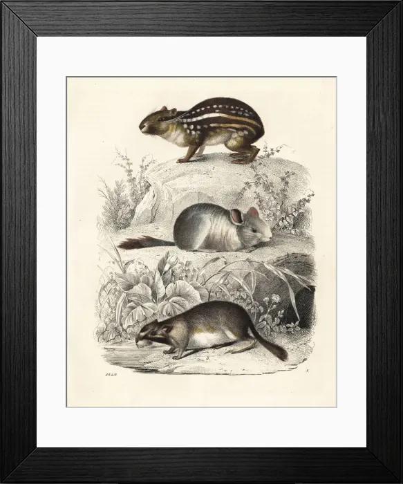 Framed Print : Lowland paca, chinchilla (critically endangered) Framed Print : Lowland paca, chinchilla (critically endangered)