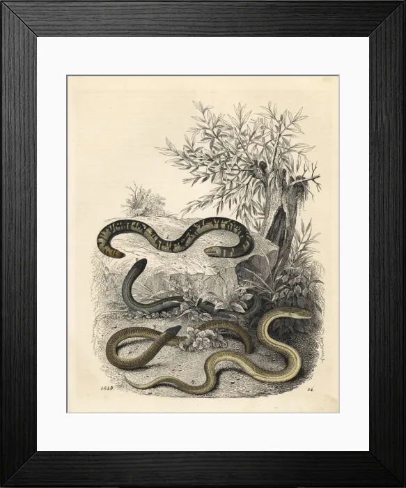 Framed Print : Earthworm blind snake, slow worm, Cape legless Framed Print : Earthworm blind snake, slow worm, Cape legless