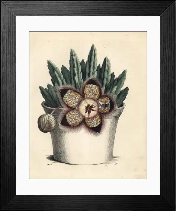 Framed Print : Starfish cactus, Orbea variegata Framed Print : Starfish cactus, Orbea variegata