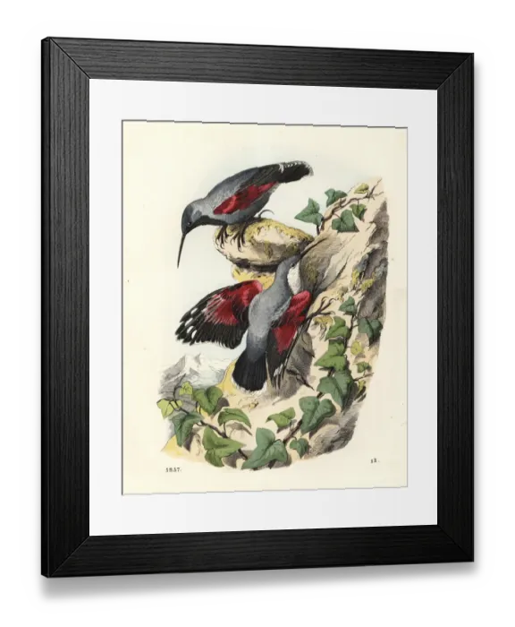 Framed Print : Wallcreepers, Tichodroma muraria, perched on rocks Framed Print : Wallcreepers, Tichodroma muraria, perched on rocks