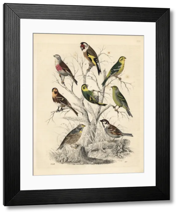 Framed Print : Varieties of Fringilla Framed Print : Varieties of Fringilla