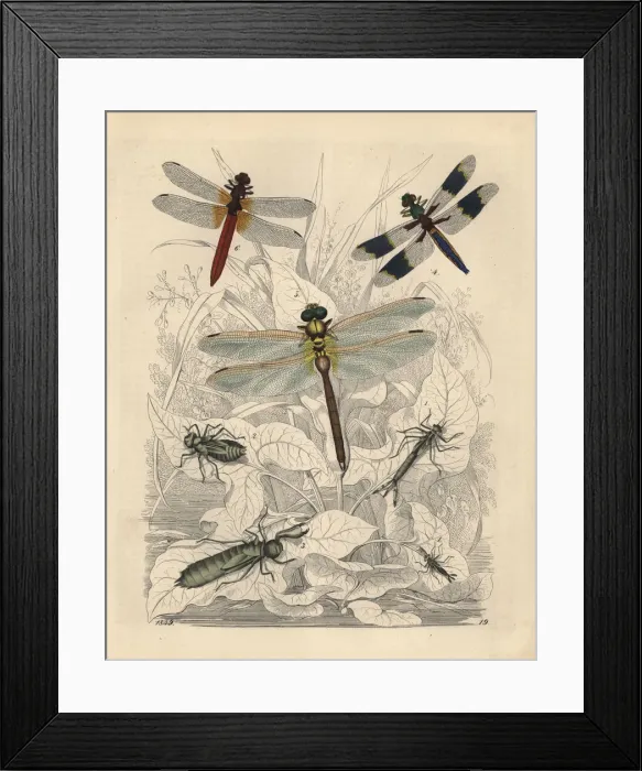Framed Print : Agrion pupa, Libellula pupa and others Framed Print : Agrion pupa, Libellula pupa and others