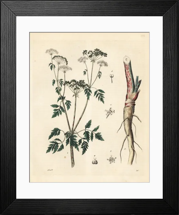 Framed Print : Conium maculatum Framed Print : Conium maculatum