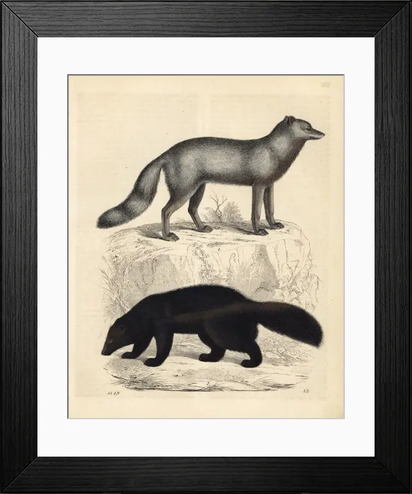 Framed Print : Galo borealis Framed Print : Galo borealis