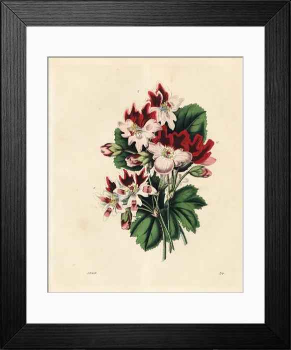 Framed Print : Varieties of geraniums or pelargoniums Framed Print : Varieties of geraniums or pelargoniums