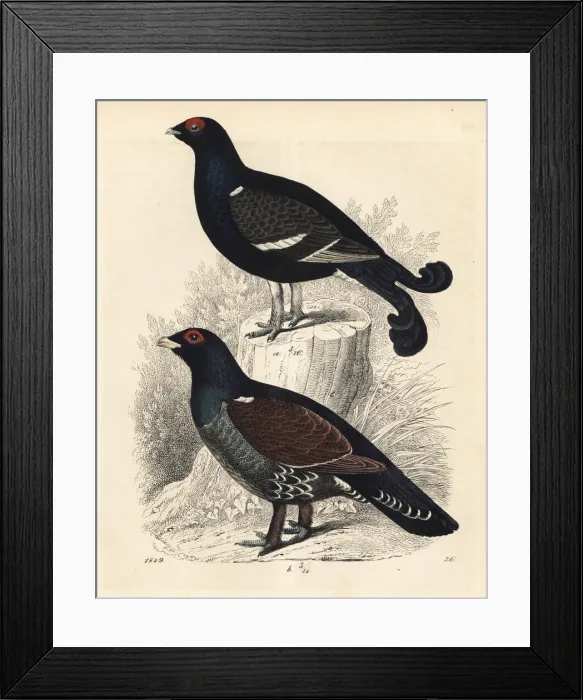 Framed Print : Black grouse and western capercaillie Framed Print : Black grouse and western capercaillie