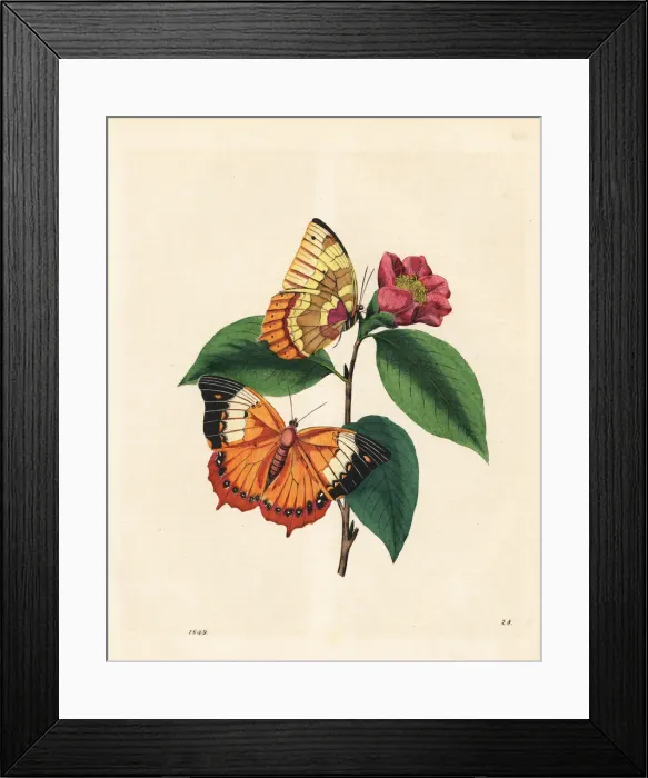 Framed Print : Plain tawny rajah butterfly on a camellia flower Framed Print : Plain tawny rajah butterfly on a camellia flower