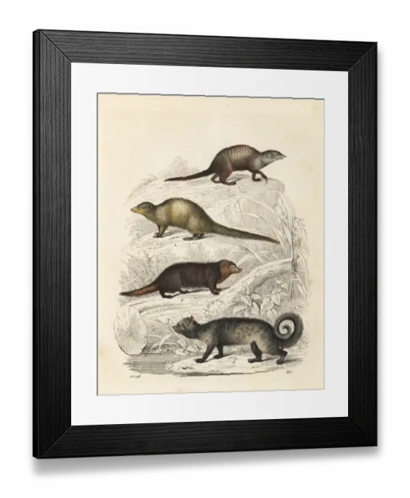 Framed Print : Meerkat, mongoose, kusimanse and palm civet Framed Print : Meerkat, mongoose, kusimanse and palm civet
