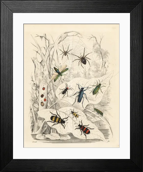 Framed Print : Spiders, blister beetles and ladybirds Framed Print : Spiders, blister beetles and ladybirds