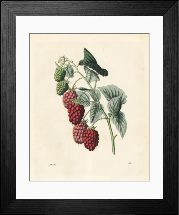 Framed Print : Raspberry, Rubus idaeus Framed Print : Raspberry, Rubus idaeus