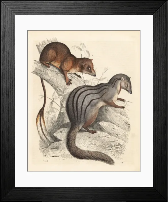 Framed Print : Pen-tailed treeshrew 1 and narrow-striped Framed Print : Pen-tailed treeshrew 1 and narrow-striped