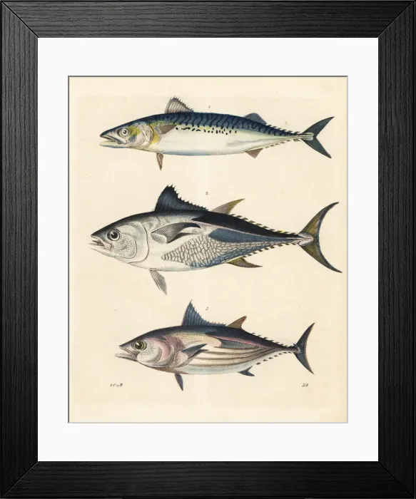 Framed Print : Bonito, tuna and long-fin tunny Framed Print : Bonito, tuna and long-fin tunny