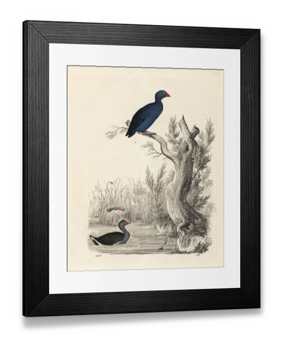 Framed Print : Moorhen and purple swamphen Framed Print : Moorhen and purple swamphen