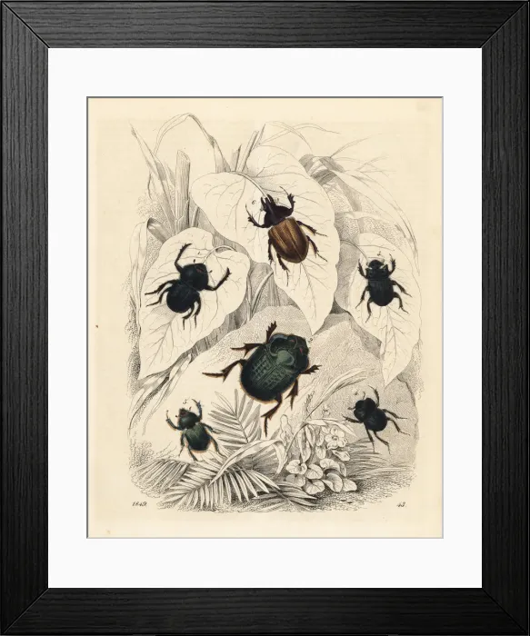 Framed Print : Scarab and dung beetles Framed Print : Scarab and dung beetles