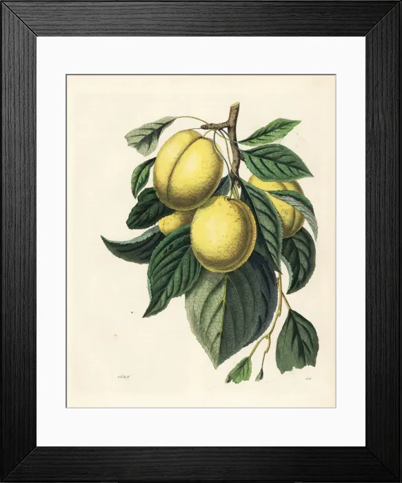 Framed Print : Plum or prune, Prunus domestica Framed Print : Plum or prune, Prunus domestica