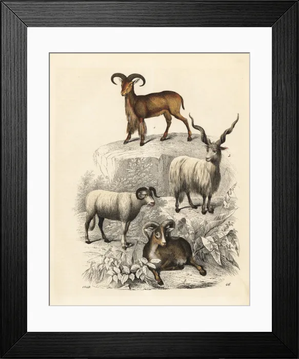 Framed Print : Argali, sheep, Racka sheep and Barbary sheep Framed Print : Argali, sheep, Racka sheep and Barbary sheep