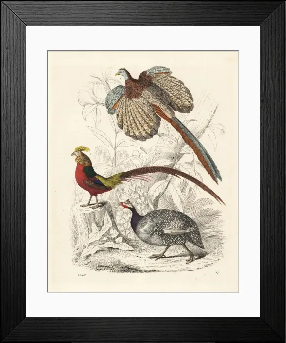 Framed Print : Great argus, golden pheasant and helmeted guineafowl Framed Print : Great argus, golden pheasant and helmeted guineafowl