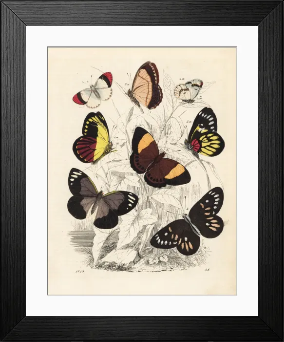 Framed Print : Jezebel, lampedia, redbase jezebel and crimson Framed Print : Jezebel, lampedia, redbase jezebel and crimson