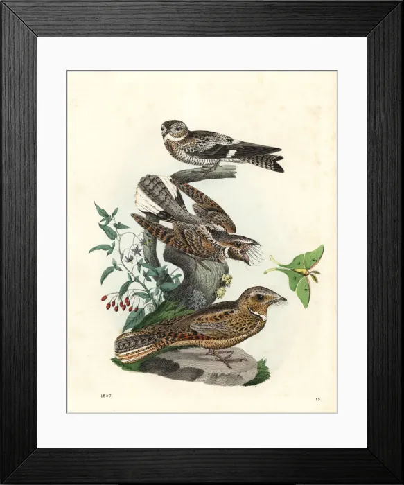 Framed Print : American nighthawk, eastern whip-poor-will Framed Print : American nighthawk, eastern whip-poor-will