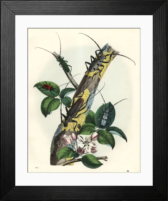 Framed Print : Long-horned beetles on a tree Framed Print : Long-horned beetles on a tree