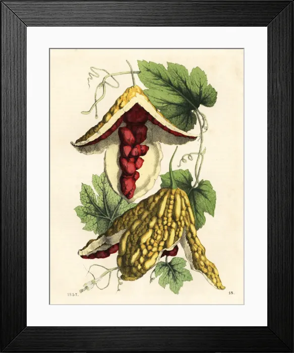 Framed Print : Balsam apple, Mormodica balsamina Framed Print : Balsam apple, Mormodica balsamina