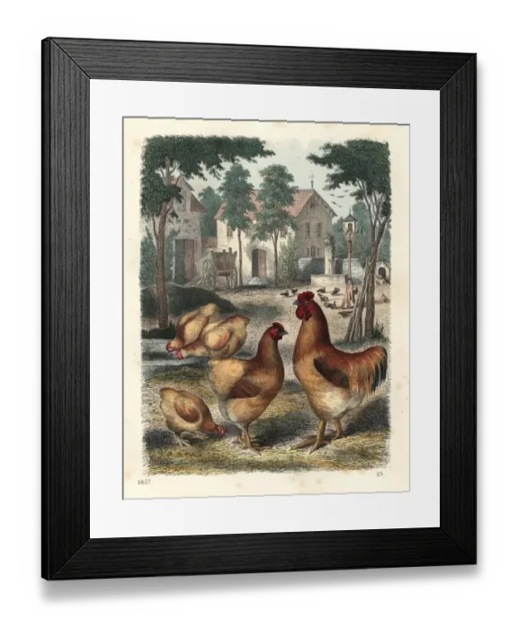 Framed Print : Cochinchina cock and hens in a farmyard Framed Print : Cochinchina cock and hens in a farmyard