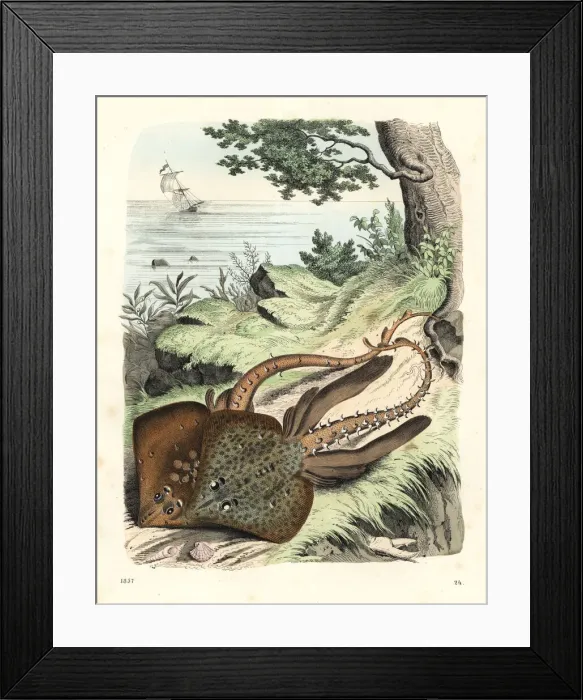 Framed Print : Thornback ray, Raja clavata (near threatened) Framed Print : Thornback ray, Raja clavata (near threatened)