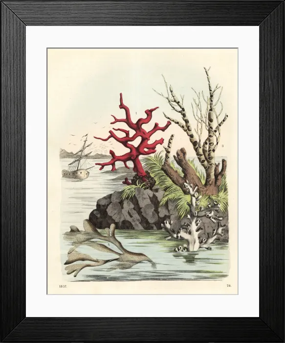 Framed Print : Corals and seaweeds Framed Print : Corals and seaweeds