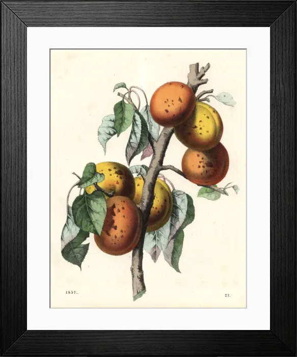 Framed Print : Apricot, Malus armeniaca Framed Print : Apricot, Malus armeniaca