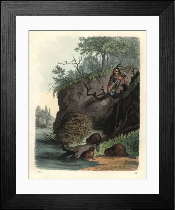 Framed Print : Native American man watching beavers, Castor Framed Print : Native American man watching beavers, Castor