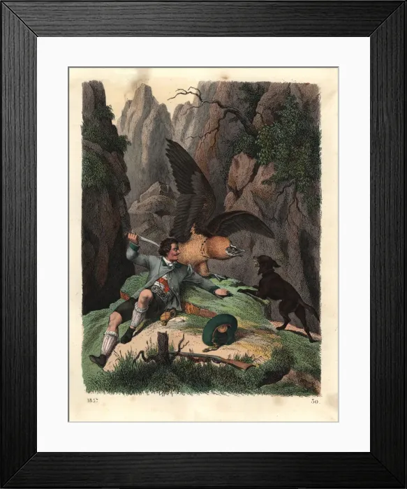 Framed Print : Mathias Sturz fighting a bearded vulture with a knife Framed Print : Mathias Sturz fighting a bearded vulture with a knife