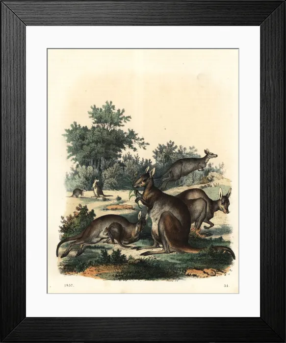Framed Print : Kangaroo, Macropus giganteus Framed Print : Kangaroo, Macropus giganteus