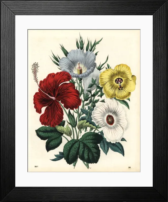 Framed Print : Hibiscus flowers Framed Print : Hibiscus flowers