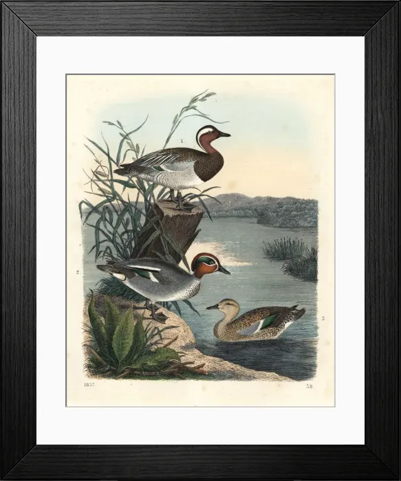 Framed Print : Garganay and common teal Framed Print : Garganay and common teal