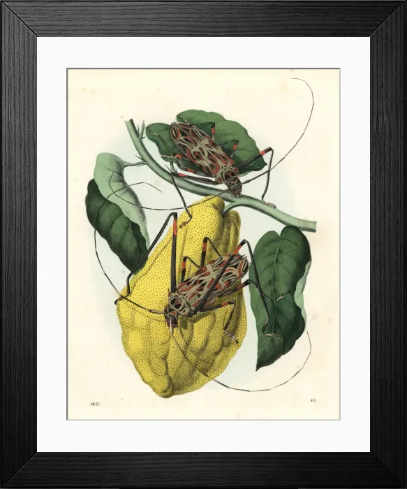 Framed Print : Harlequin beetle, Acrocinus longimanus Framed Print : Harlequin beetle, Acrocinus longimanus