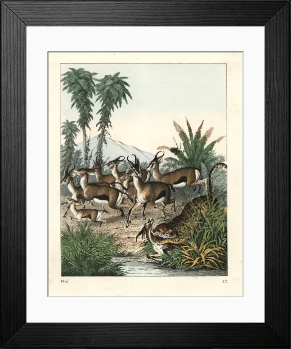 Framed Print : Dorcas gazelle running from a cheetah Framed Print : Dorcas gazelle running from a cheetah