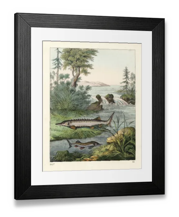 Framed Print : European sea sturgeon (critically endangered) Framed Print : European sea sturgeon (critically endangered)
