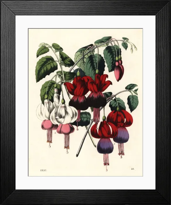 Framed Print : Fuchsia hybrid varieties Framed Print : Fuchsia hybrid varieties