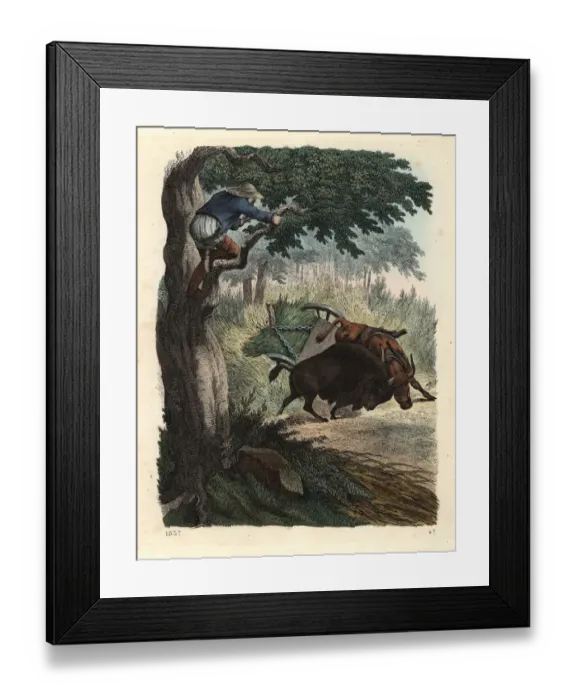 Framed Print : Farmer up a tree watching a buffalo fight a bull Framed Print : Farmer up a tree watching a buffalo fight a bull