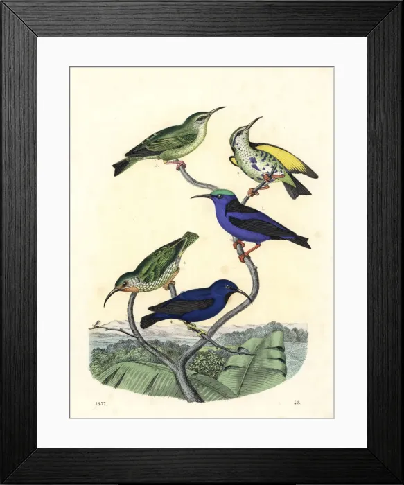 Framed Print : Red-legged honeycreeper and purple honeycreeper