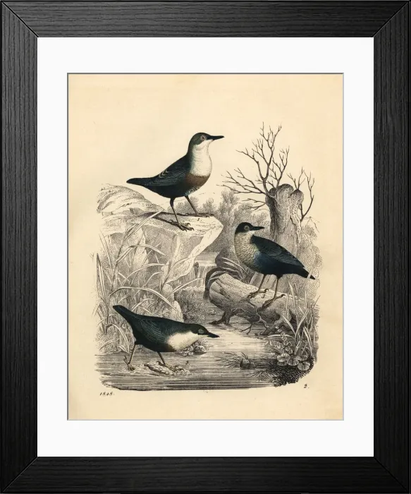Framed Print : White-throated dipper, Cinclus cinclus Framed Print : White-throated dipper, Cinclus cinclus