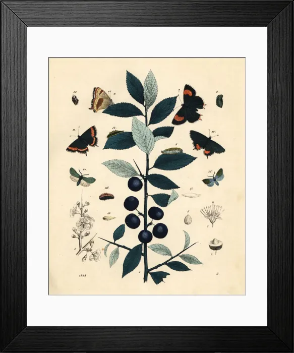 Framed Print : Blackthorn tree with brown and black hairstreak butterflies Framed Print : Blackthorn tree with brown and black hairstreak butterflies