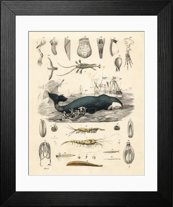 Framed Print : Whalers hunting a bowhead whale, Balaena mysticetus Framed Print : Whalers hunting a bowhead whale, Balaena mysticetus