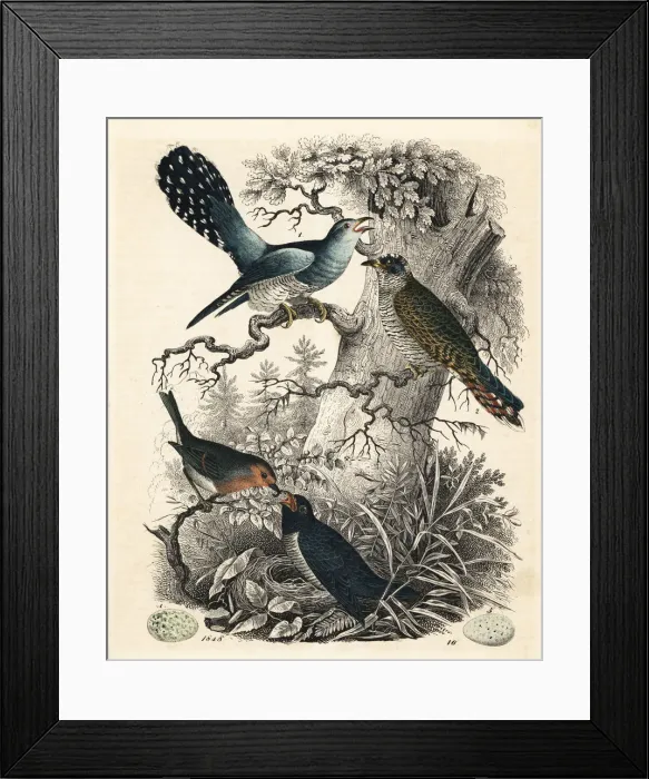 Framed Print : Common cuckoo, Cuculus canorus Framed Print : Common cuckoo, Cuculus canorus